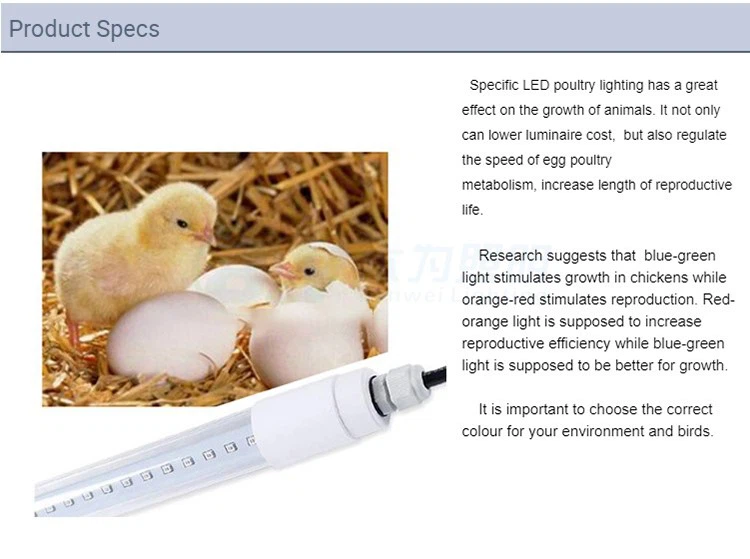 best light for chicken coop