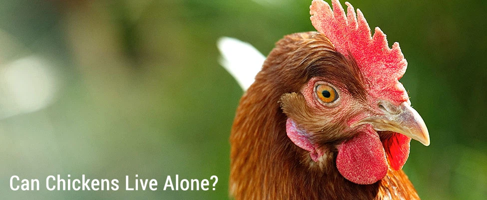 can_chickens_live_alone