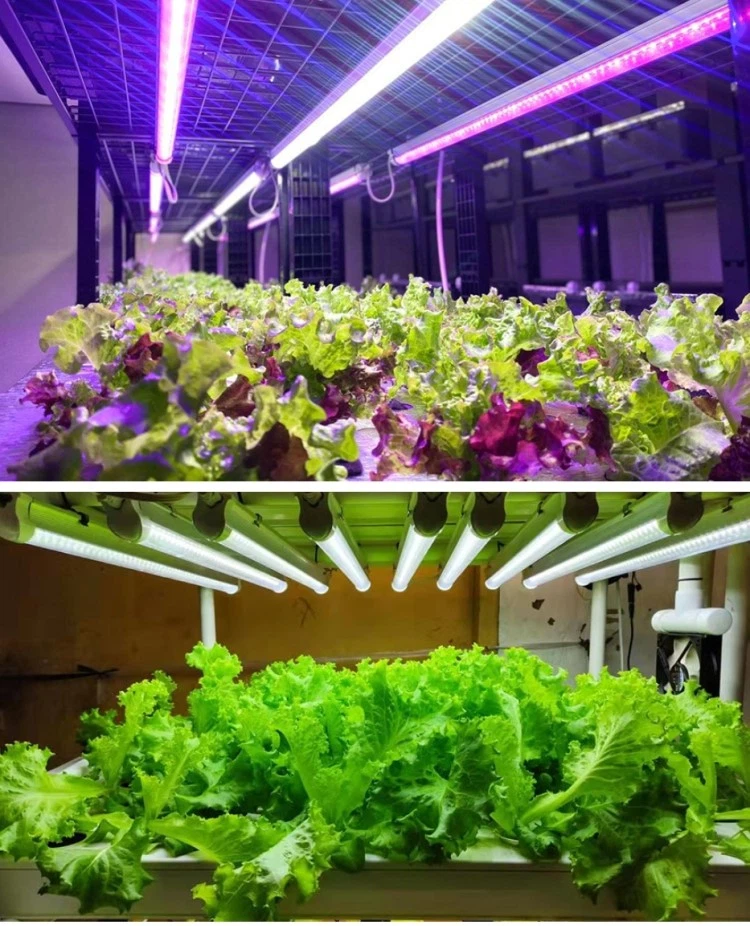 grows lighting spectrum grows lighting spectrum