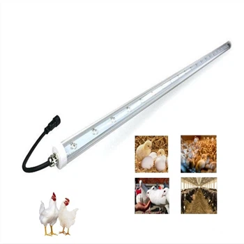 De noodzaak van het fokken van kippenlampen en het fokken van kippen als aanv...