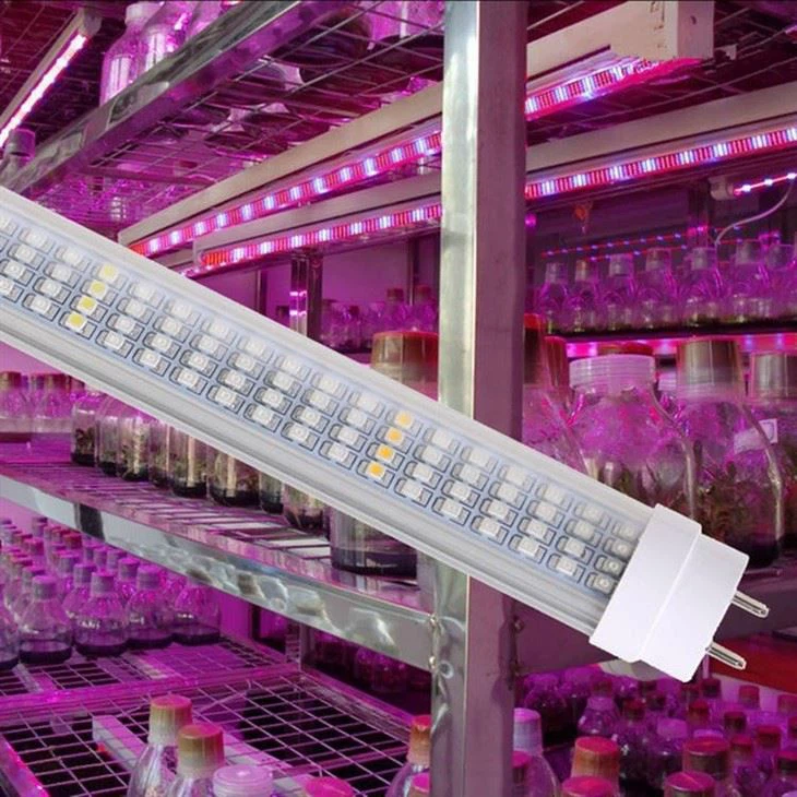 Kweeklamp Voor Kamerplanten