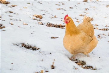 Hoe koud is te koud voor kippen in de winter?