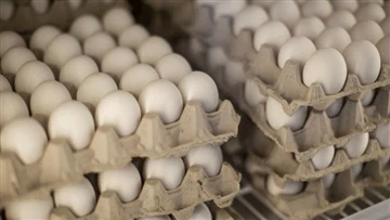 Hoe de eierproductie te verhogen met darmgezondheid