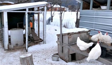 Voors en tegens van het aansteken van uw kippenhok in de winter