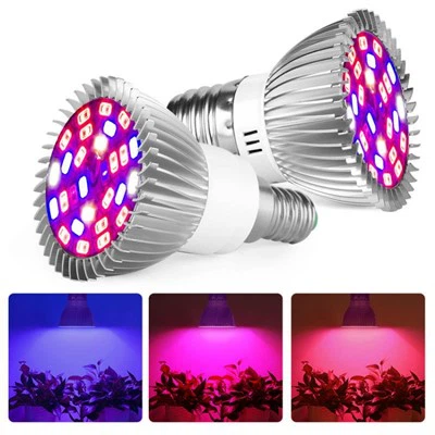 Lamp Voor Gloeilamp Groeien