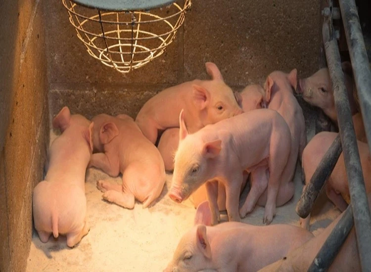 Pig Growing light Pig Growing light